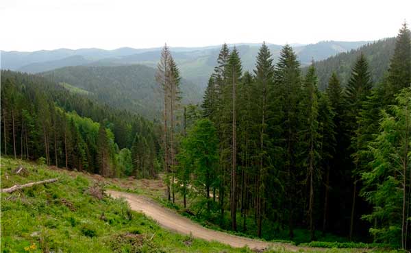 bukovyna-vyzhnytsya-lekechi