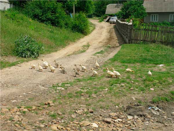 bukovyna-zastavnivschyna-repuzhyntsi