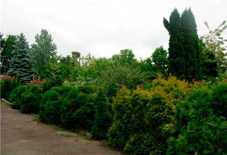 bukovyna-kitsmanschyna-zeleniv