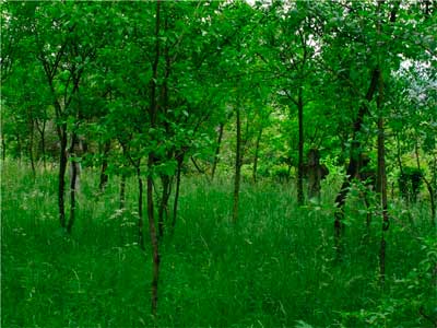 bukovyna-kitsmanschyna-orshivtsi