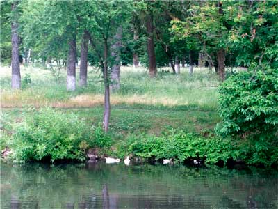 bukovyna-kitsmanschyna-chortoriya