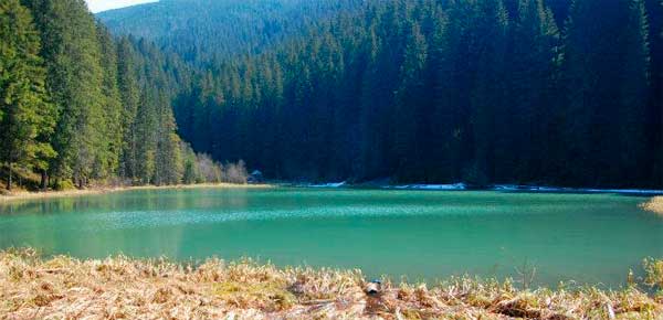 bukovyna-putylschyna