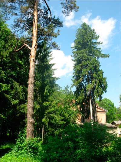 bukovyna-storozhynechchyna-stara-zhadova