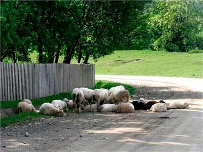 bukovyna-storozhynechchyna-stara-krasnoshora