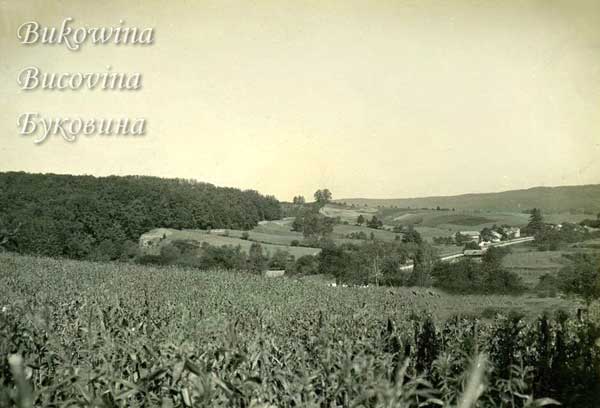 oph 006 015 01
